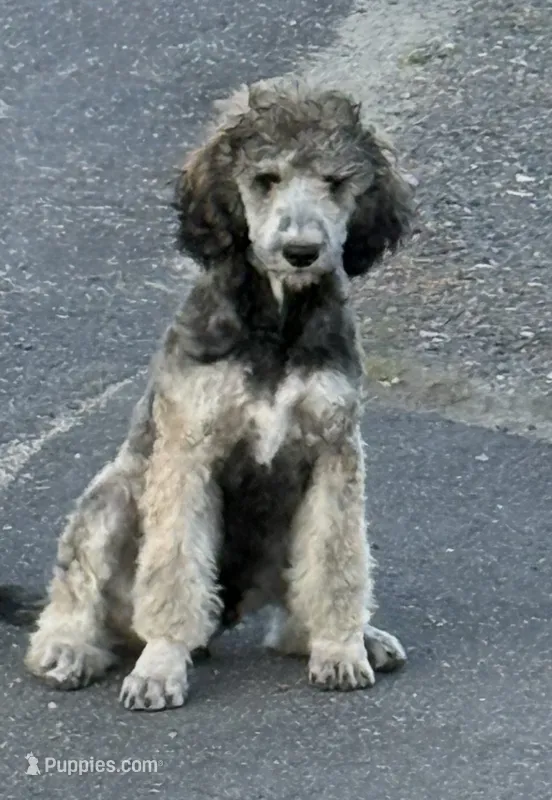 Lando – Poodle - Standard  puppy for sale in Deer Park, WA