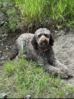 Paul, a male Poodle - Standard  for sale in Deer Park, WA – Photo 8 of 8