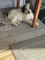 Paul, a male Poodle - Standard  for sale in Deer Park, WA – 3 of 7