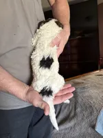 Paul, a male Poodle - Standard  for sale in Deer Park, WA – Photo 5 of 8