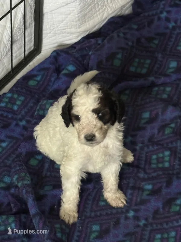 Paul – Poodle - Standard  puppy for sale in Deer Park, WA