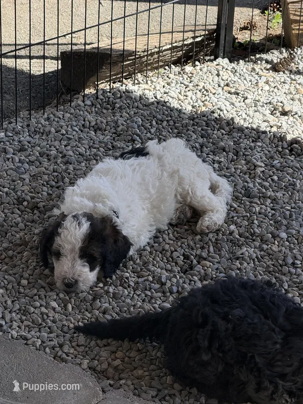 Paul – Poodle - Standard  puppy on hold in Deer Park, WA