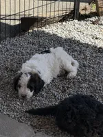 Paul, a male Poodle - Standard  for sale in Deer Park, WA – 1 of 7