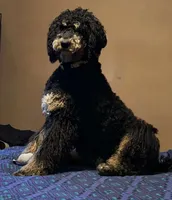 Paul, a male Poodle - Standard  for sale in Deer Park, WA – Photo 7 of 8