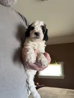 Paul, a male Poodle - Standard  for sale in Deer Park, WA – Photo 3 of 8