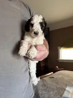 Paul, a male Poodle - Standard  for sale in Deer Park, WA – Photo 4 of 8