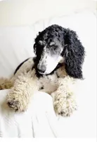 Paul, a male Poodle - Standard  for sale in Deer Park, WA – Photo 6 of 8