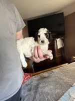 Paul, a male Poodle - Standard  for sale in Deer Park, WA – Photo 2 of 8