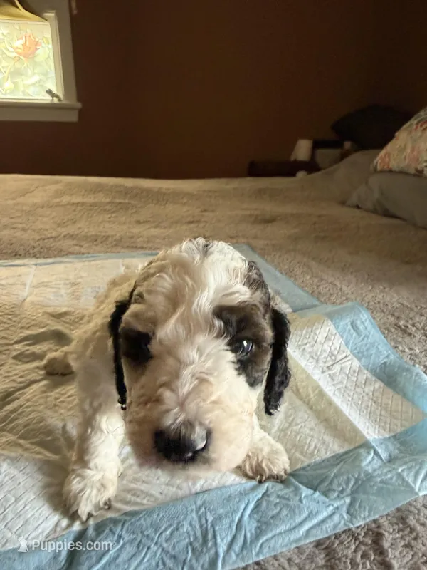 Paul – Poodle - Standard  puppy for sale in Deer Park, WA