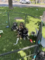 Mickey, a male Poodle - Standard  for sale in Deer Park, WA – 7 of 8