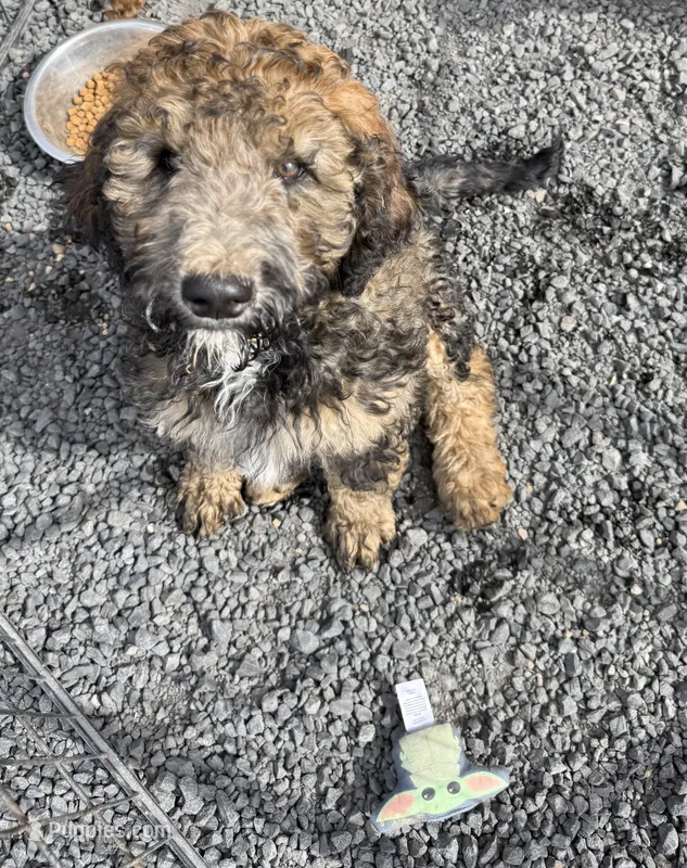 Mickey – Poodle - Standard  puppy for sale in Deer Park, WA