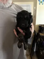 Robert, a male Poodle - Standard  for sale in Deer Park, WA – Photo 2 of 5