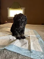 Robert, a male Poodle - Standard  for sale in Deer Park, WA – Photo 5 of 5