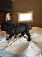 Robert, a male Poodle - Standard  for sale in Deer Park, WA – Photo 4 of 5