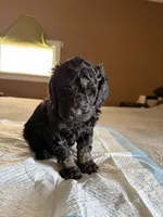 Robert, a male Poodle - Standard  for sale in Deer Park, WA – Photo 3 of 5