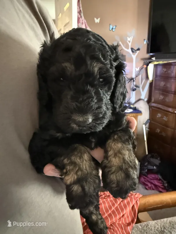 Robert – Poodle - Standard  puppy for sale in Deer Park, WA