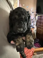 Robert, a male Poodle - Standard  for sale in Deer Park, WA – Photo 1 of 5