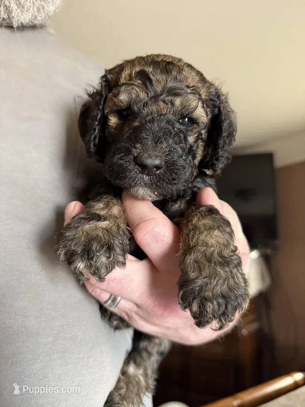 Mickey – Poodle - Standard  puppy for sale in Deer Park, WA