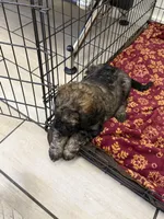 Mickey, a male Poodle - Standard  for sale in Deer Park, WA – 4 of 8
