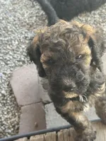 Mickey, a male Poodle - Standard  for sale in Deer Park, WA – 3 of 8