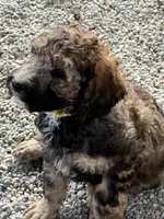 Mickey, a male Poodle - Standard  for sale in Deer Park, WA – 2 of 8