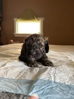 Mickey, a male Poodle - Standard  for sale in Deer Park, WA – Photo 3 of 5