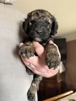 Mickey, a male Poodle - Standard  for sale in Deer Park, WA – Photo 5 of 5