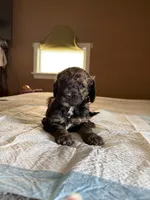 Mickey, a male Poodle - Standard  for sale in Deer Park, WA – Photo 2 of 5