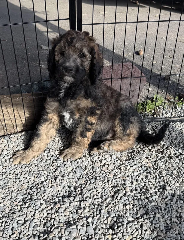 Mickey – Poodle - Standard  puppy for sale in Deer Park, WA