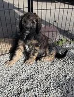 Mickey, a male Poodle - Standard  for sale in Deer Park, WA – 1 of 8