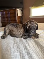 Mickey, a male Poodle - Standard  for sale in Deer Park, WA – Photo 4 of 5