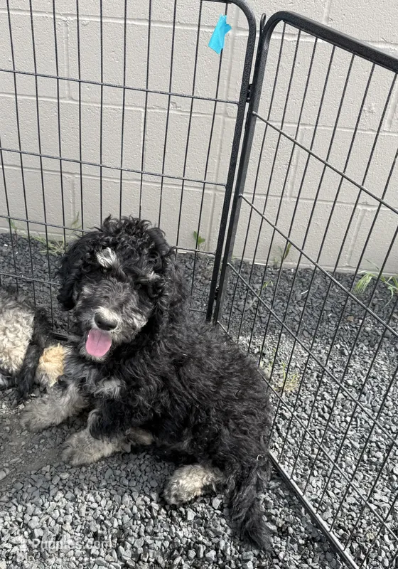 Harry  – Poodle - Standard  puppy for sale in Deer Park, WA