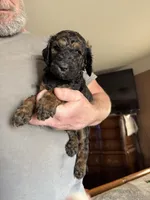 George, a male Poodle - Standard  for sale in Deer Park, WA – Photo 4 of 4