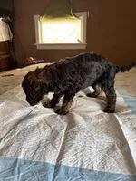 George, a male Poodle - Standard  for sale in Deer Park, WA – Photo 3 of 4