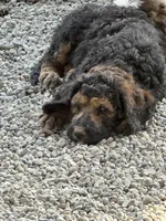 George, a male Poodle - Standard  for sale in Deer Park, WA – 4 of 6