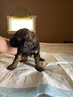 George, a male Poodle - Standard  for sale in Deer Park, WA – Photo 2 of 4