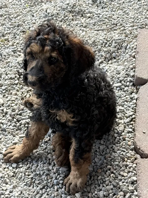 George – Poodle - Standard  puppy for sale in Deer Park, WA
