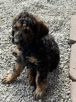 George, a male Poodle - Standard  for sale in Deer Park, WA – 1 of 6