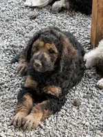 George, a male Poodle - Standard  for sale in Deer Park, WA – 2 of 6