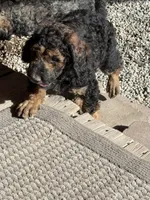 George, a male Poodle - Standard  for sale in Deer Park, WA – 3 of 6