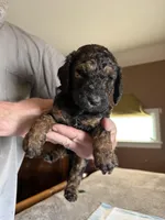 George, a male Poodle - Standard  for sale in Deer Park, WA – Photo 1 of 4