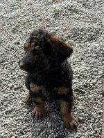 George, a male Poodle - Standard  for sale in Deer Park, WA – 5 of 6