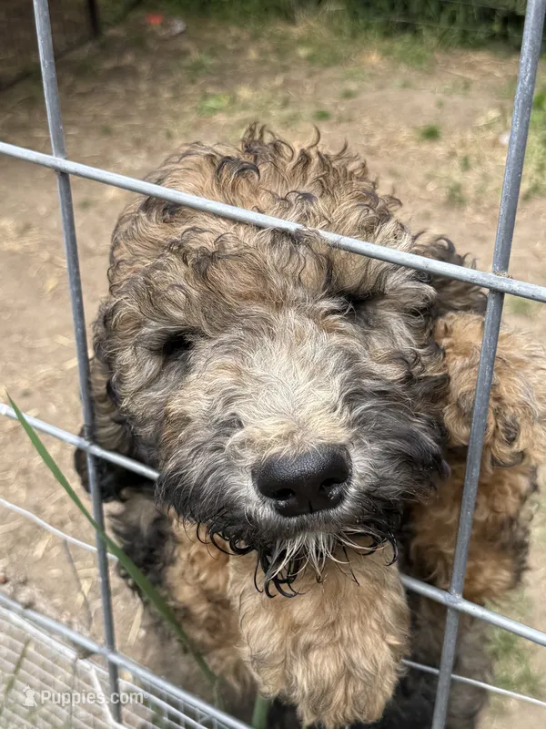 Mickey – Poodle - Standard  puppy for sale in Deer Park, WA