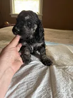 Mickey, a male Poodle - Standard  for sale in Deer Park, WA – Photo 2 of 6