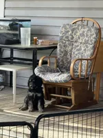 Harry , a male Poodle - Standard  for sale in Deer Park, WA – 4 of 6