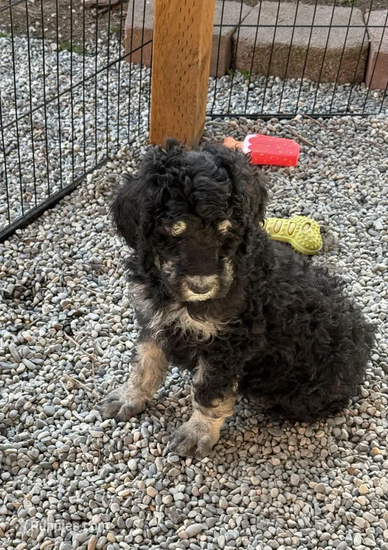 Harry  – Poodle - Standard  puppy for sale in Deer Park, WA