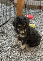 Harry , a male Poodle - Standard  for sale in Deer Park, WA – 1 of 6