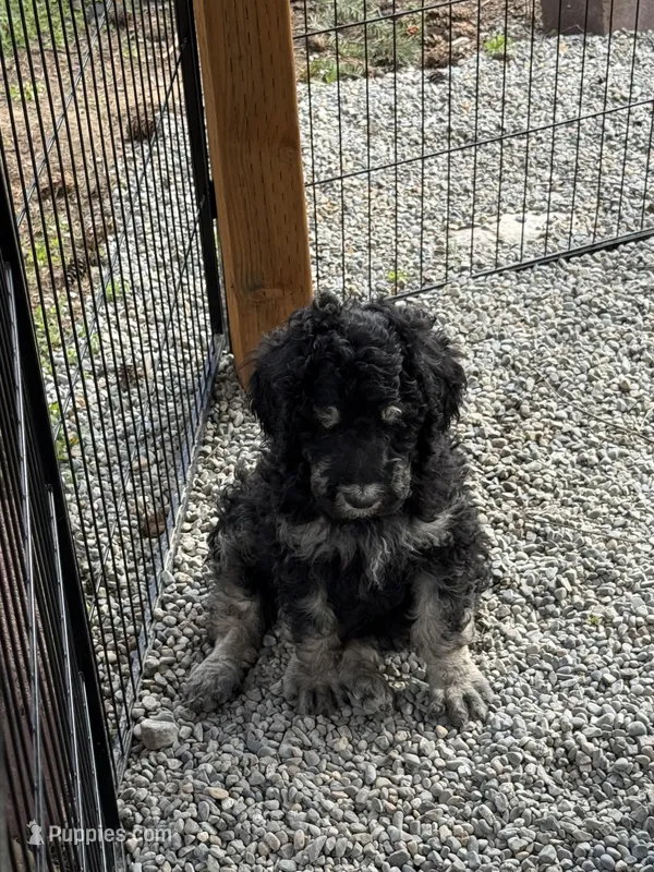 Harry  – Poodle - Standard  puppy for sale in Deer Park, WA