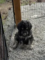 Harry , a male Poodle - Standard  for sale in Deer Park, WA – 2 of 6