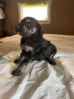 Mickey, a male Poodle - Standard  for sale in Deer Park, WA – Photo 3 of 6